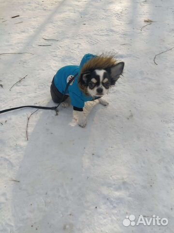 Комбинезон на маленькую собаку