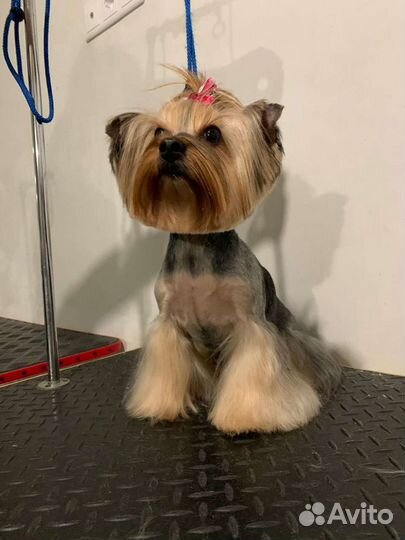 Обучение грумингу