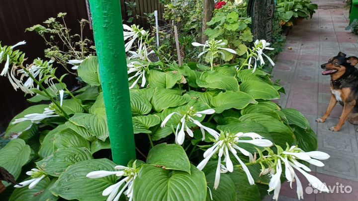 Хоста растение или японская лилия