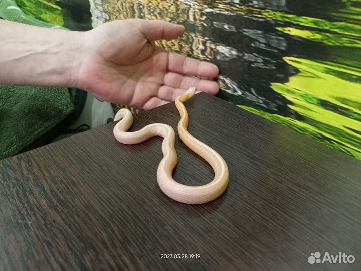 Рептилии, змея, маисовый полоз, техасский полоз