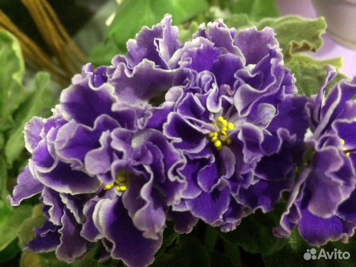 Фиалка сортовая