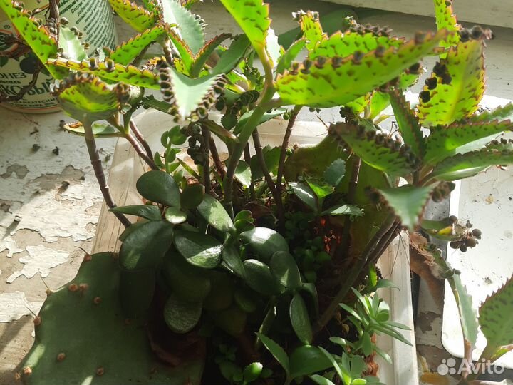 Каланхоэ толстянка опунция