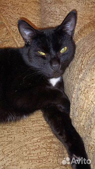 Отдам котов в хорошие руки в связи с переездом