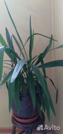 Комнатные цветы