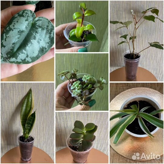 Комнатные цветы