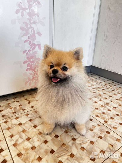 Померанский шпиц