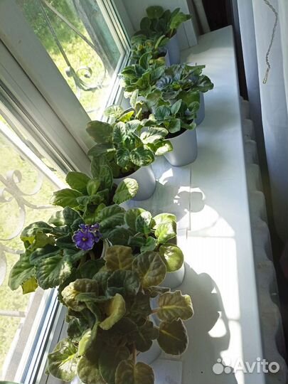 Комнатные цветы фиалки