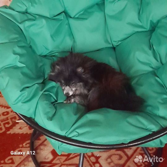 Щенки шпица