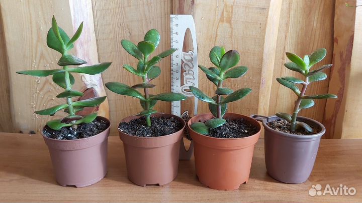 Денежное дерево. Толстянка