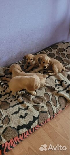 Кокер спаниель