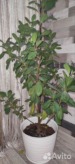 Фикус микрокарпа мокламе