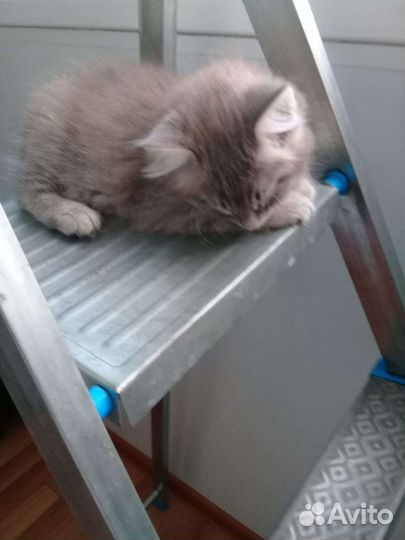 Котики бесплатно