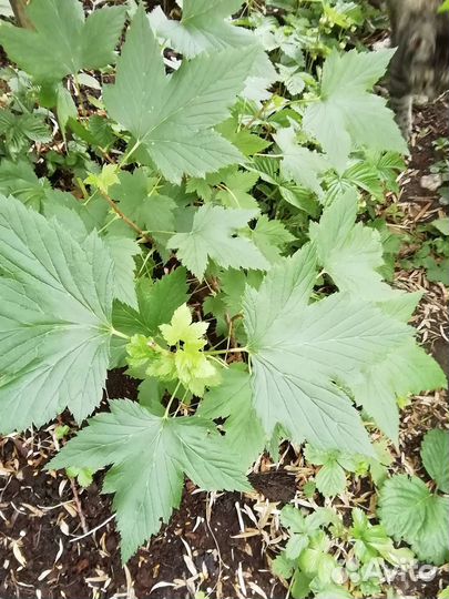 Смородина красная и чёрная, крыжовник