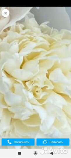 Пион Дюшес де Немур