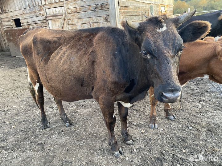 Корова первотелка