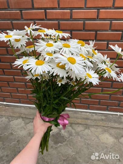 Ромашка крупная высокая саженцы