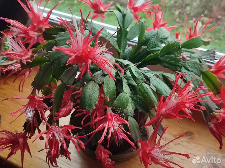 Сортовые декабристы шлюмбергеры