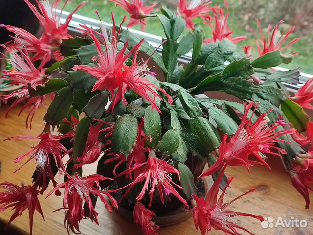 Сортовые декабристы шлюмбергеры