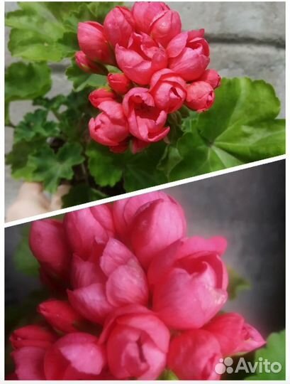 Укоренённые черенки сортовых пеларгоний. Часть 3