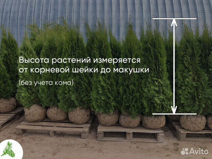 Туя Смарагд 150см для посадки летом