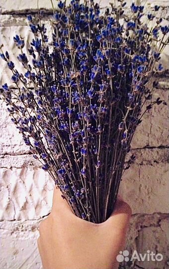 Лаванда в пучках, срез 2023 г