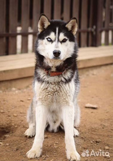 Симба в добрые руки