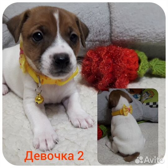 Джек рассел