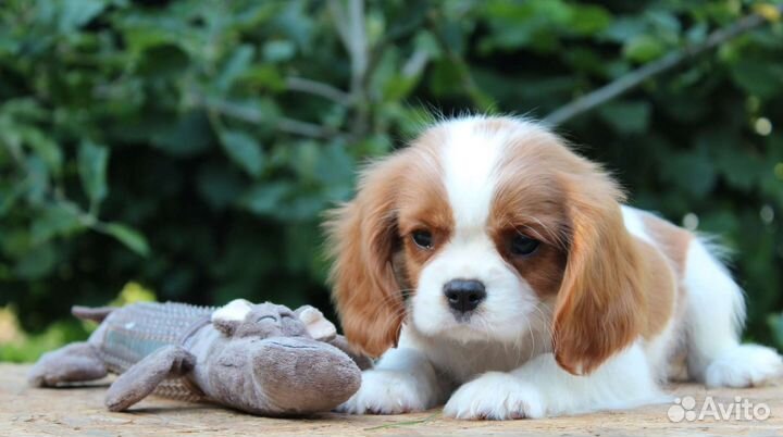 Кавалер кинг чарльз спаниель
