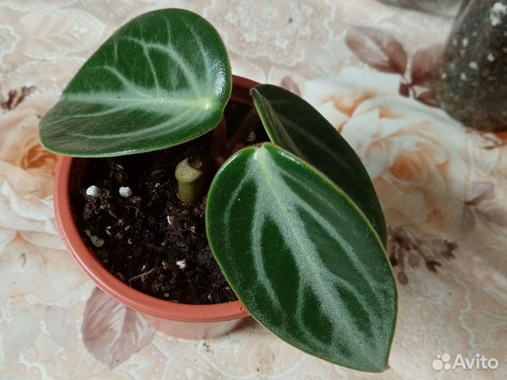 Пеперомия Саркофилла