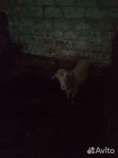 Овцы бараны