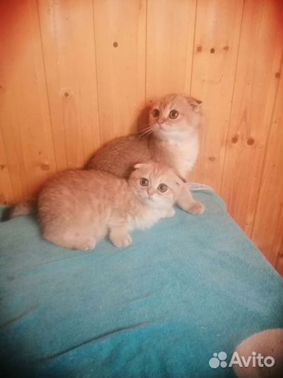 Шотландские вислоухие котята