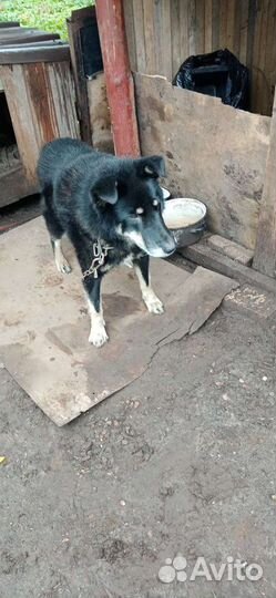 Собака в добрые руки дворняга