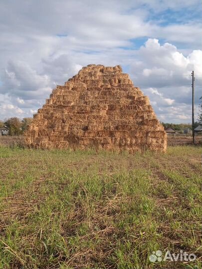 Сено в тюках суданка