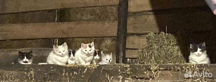 Котята в добрые руки