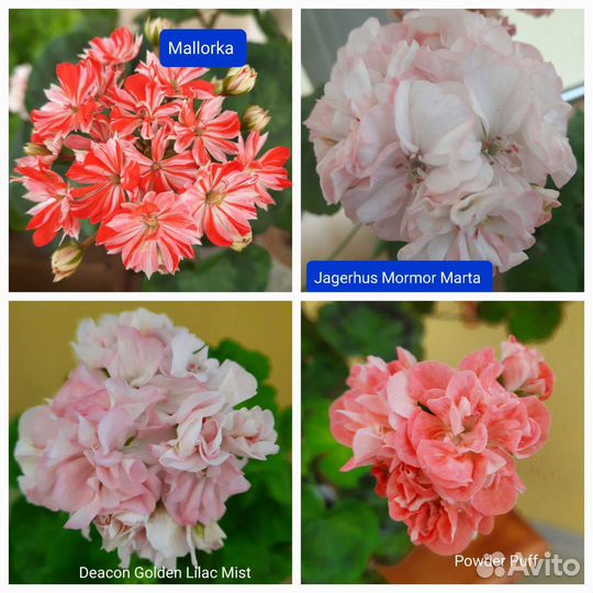 Пеларгонии сортовые