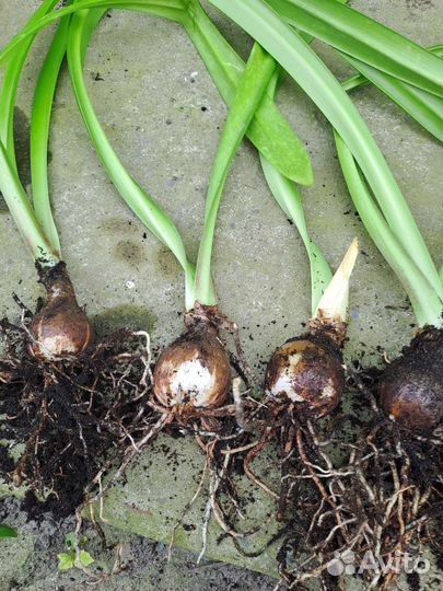 Гиппеаструм (лилия)