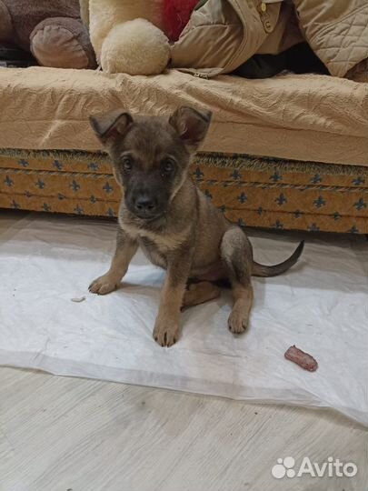 Щенок в добрые руки бесплатно