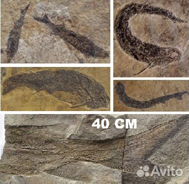 Разные рыбы (карбон/миоцен), кости плейстоц. рыб