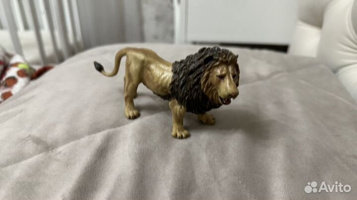 Лев в хорошем состаянии