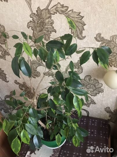 Фикус бенджамина 70см