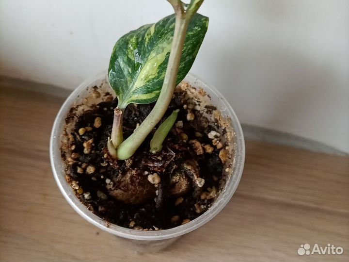 Замиокулькас вариегатный