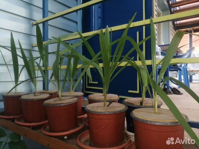 Пальмы Трахикарпус веерная из Сочи (3 года)