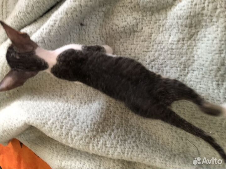 Котенок Пеппи