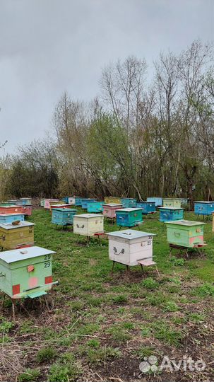 Продам пчелосемьи