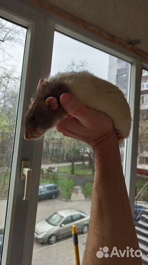 Декоративные крысы с клеткой