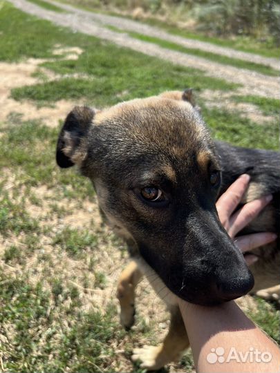 Собаке нужна помозь и дом, ласковый кобель 1 год