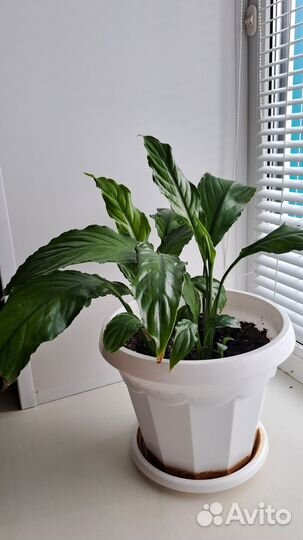 Спатифиллум