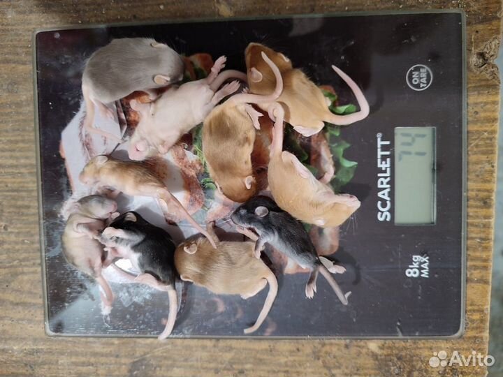 Кормовые насекомые и мыши