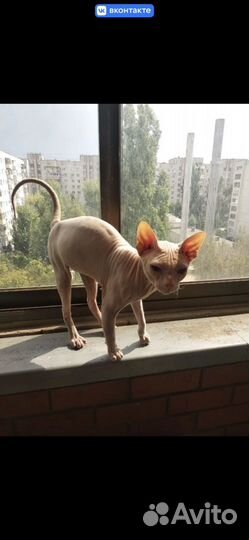 Донской сфинкс