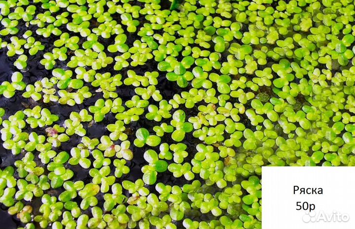 Аквариумные растения и креветки